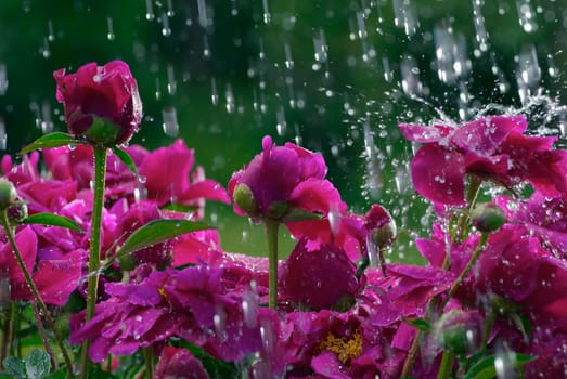 Close_up of flowers in rain