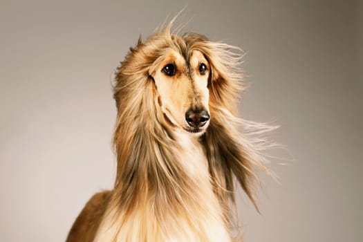 Close_up of an Afghan dog