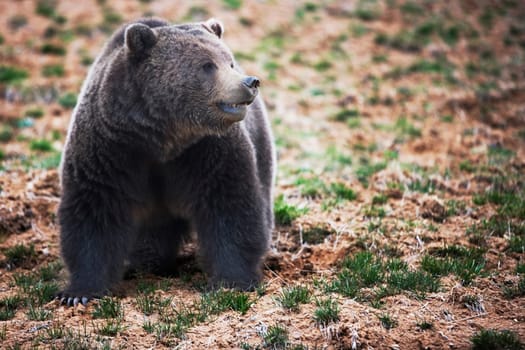 Brown bear Ursus arctos in a national park, Yellowstone National Park, Wyoming, USA