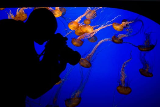 Person taking a picture of jelly fish Chironex fleckeri, Monterey Bay Aquarium, Monterey, California, USA