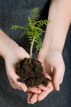 Woman holding a sapling in a greenhouse
