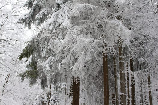 conifers in winter