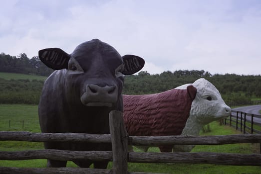 Statues of cows in a dairy farm