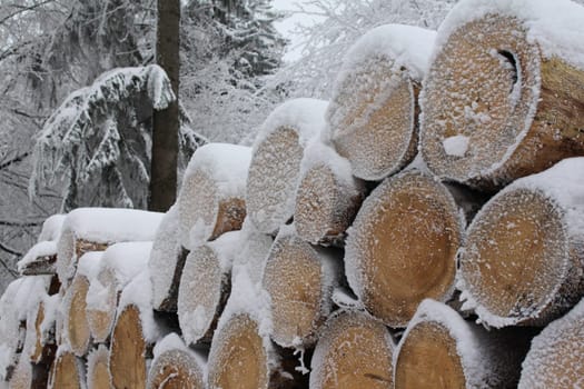 wood in winter