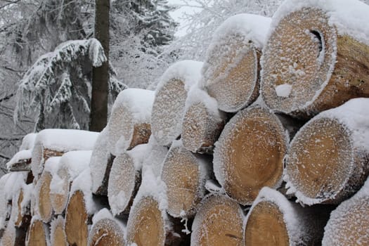 wood in winter