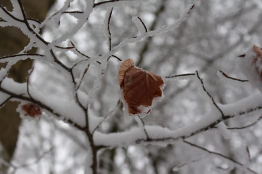winter leaves