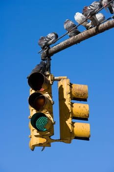 Pigeons on the traffic light pole