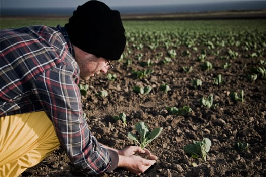 Man planting in a field, California, USA