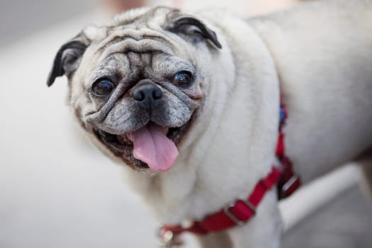 Close_up of a bulldog