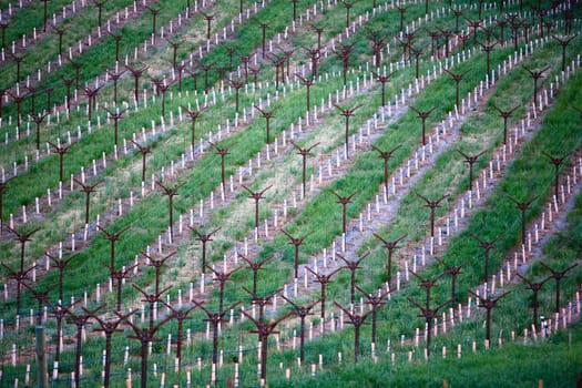 Grape vines in a vineyard, Napa Valley, California, USA