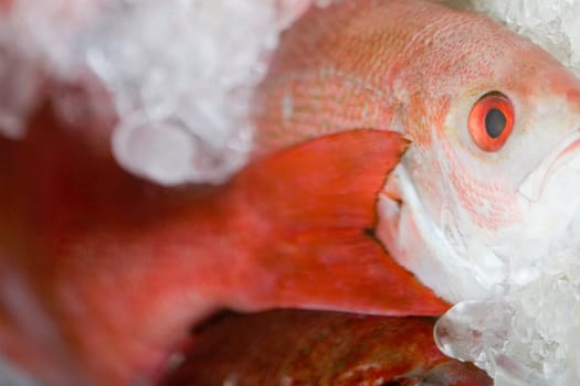 Close_up of a dead fish
