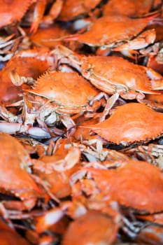 Close_up of crabs