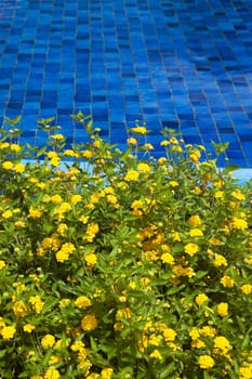 Flowers at the poolside