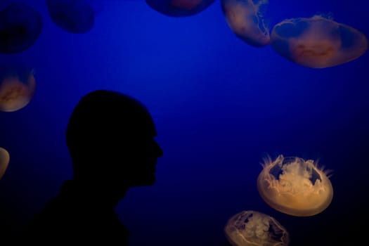 Tourist watching jelly fish chironex fleckeri in an aquarium, Monterey Bay Aquarium, Monterey, California, USA