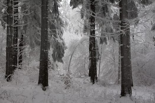 Winter Wonderland in Thuringian Forest