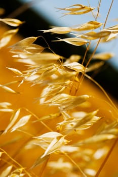 Close_up of oats