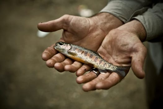 Close_up of a fish on a personŽs palm