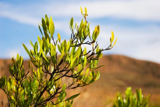 Close_up of a plant