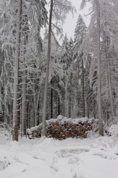 wood in winter