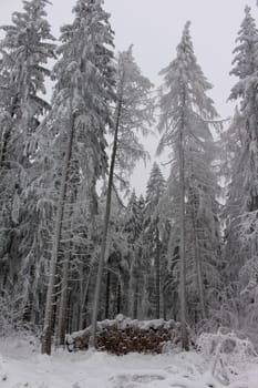 wood in winter
