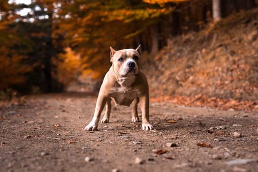 American Bully Female standing on the garden in autumn