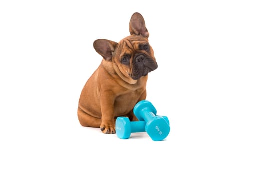 Funny French Bulldog puppy going on a diet, isolated over white