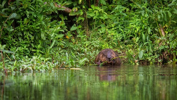 Eurasian beaver, castor fiber, holding a fresh branch in paws and gnawing it with teeth on riverbank. Wild aquatic animal with wet fur sitting on the ground in fresh green summer environment.