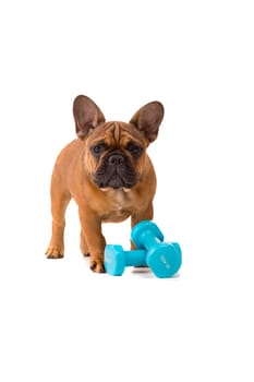 Funny French Bulldog puppy going on a diet, isolated over white