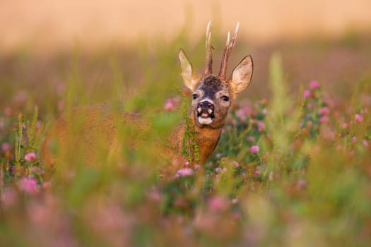 Roe deer, capreolus capreolus, buck sniffing with nose on a field illuminated by morning sun in summer. Animal wildlife on a blooming meadow in wilderness.