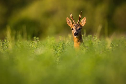 Roe deer, capreolus capreolus, peeking out of grass in summertime nature. Head of wild animal with antlers looking from tall vegetation in sunlight with copy space.