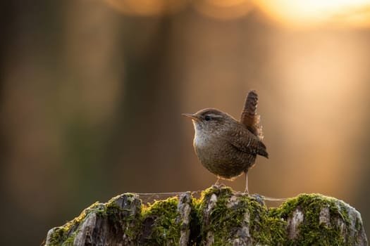 Little eurasian wren, troglodytes troglodyte, sitting on tree in spring sunset. Small brown bird resting on mossed stump in sunlit nature. Songbird looking in forest with copy space.