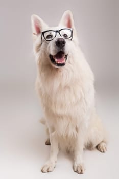 Beautiful Swiss White Shepherd dog posing in studio