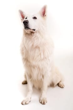Beautiful Swiss White Shepherd dog posing in studio