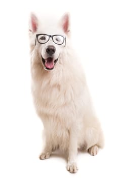 Beautiful Swiss White Shepherd dog posing in studio