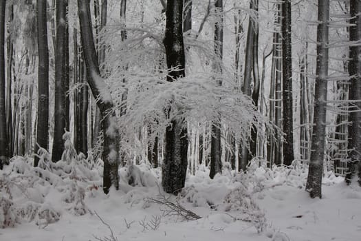 small conifers in winter