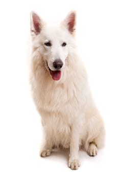 Beautiful Swiss White Shepherd dog posing in studio