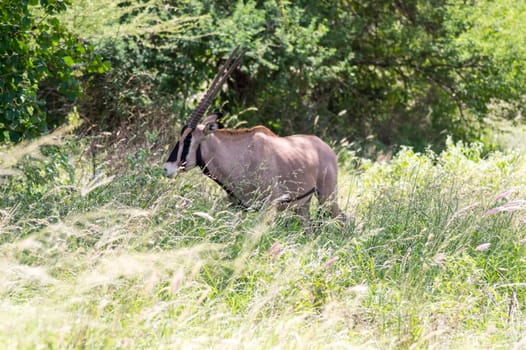 Gemsbok, Oryx gazella, large antelope in natural habitat, Tsavo West, Kenya. Wild animals in the savannah. Animal with big straight wooden horn.
