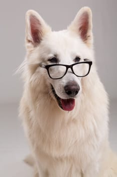 Beautiful Swiss White Shepherd dog posing in studio