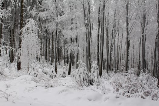 small conifers in winter