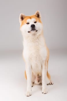 Beautiful Akita Inu dog posing in studio