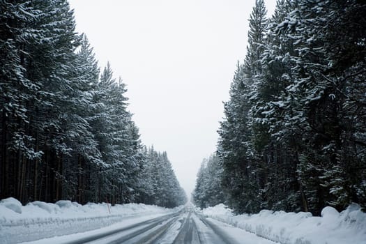 Snow covered road passing through a forest, Old Trail Town, Cody, Wyoming, USA