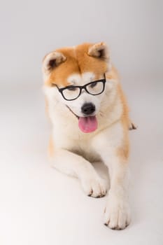 Beautiful Akita Inu dog posing in studio