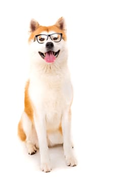 Beautiful Akita Inu dog posing in studio