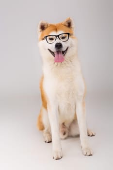 Beautiful Akita Inu dog posing in studio