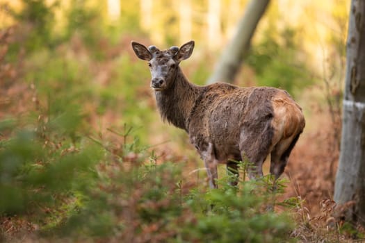 Red deer, cervus elaphus, observing in woodland in springtime nature. Wild mammal with antlers wrapped in velvet standing inside forest. Stag looking in wilderness.