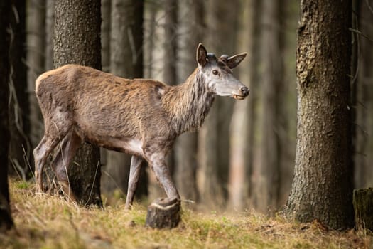 Red deer, cervus elaphus, without shed antlers walking in forest in spring nature. Hairy stag moving in woodland. Brown wild mammal observing in wilderness.