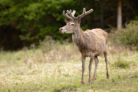 Red deer, cervus elaphus, with velvet antlers standing on glade in spring nature. Hairy stag looking on grassland in springtime. Brown mammal observing on field.