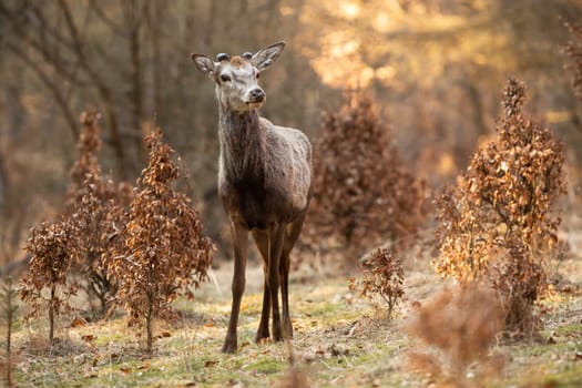Interested red deer, cervus elaphus, stag standing on a glade in spring nature and looking into camera from front view with copy space. New antlers covered in velvet growing on head of animal wildlife