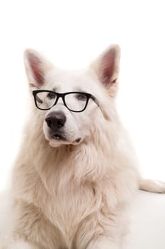Beautiful Swiss White Shepherd dog posing in studio