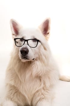 Beautiful Swiss White Shepherd dog posing in studio